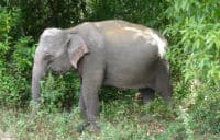 Vild elefant i vejkanten