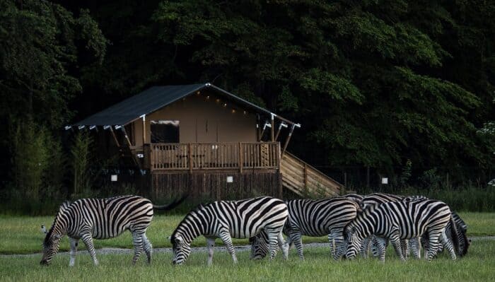 knuthenborg safaripark