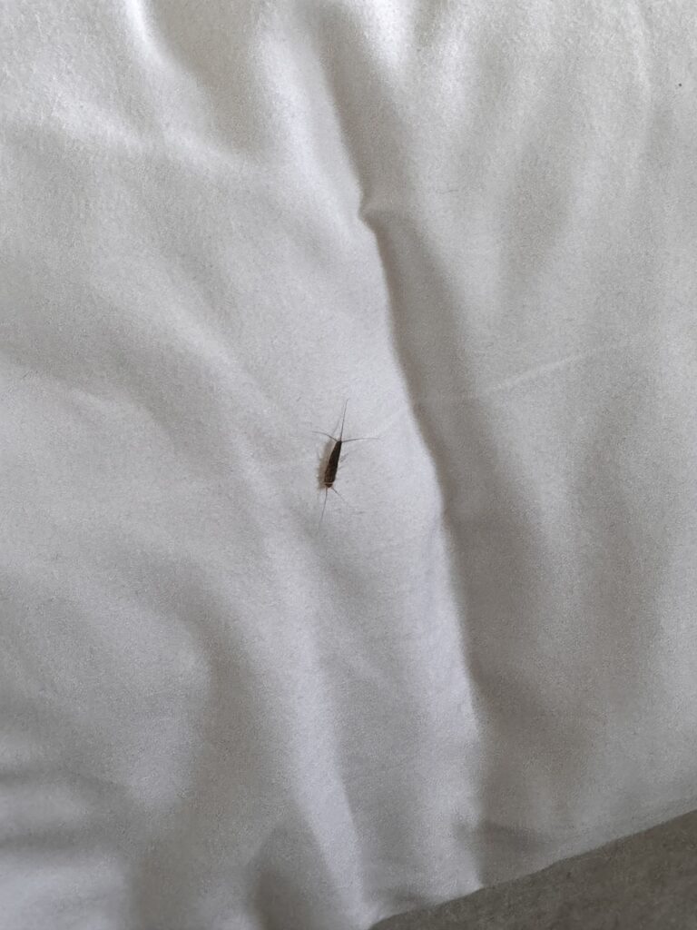 insekt i sengen på hotellet