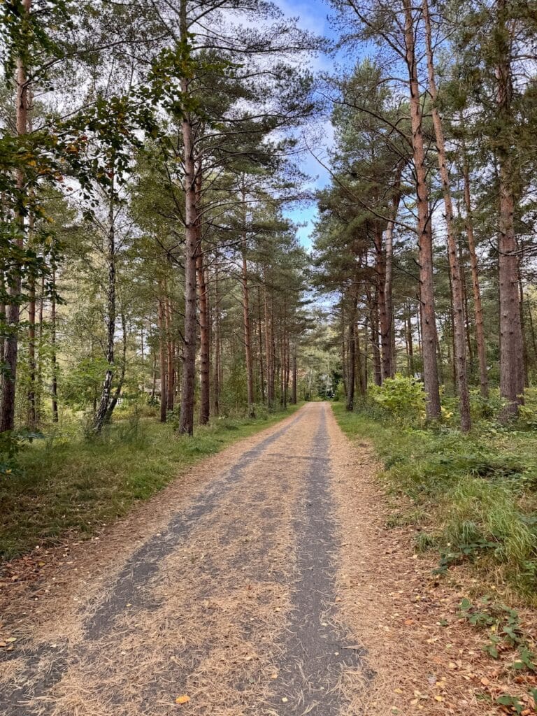 Skov i Ystad
