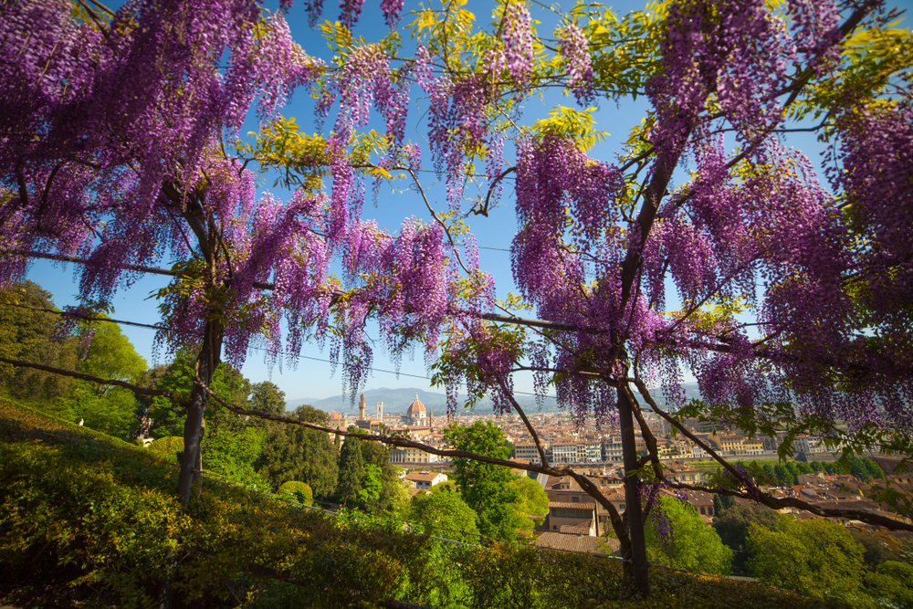 Blåregn i blomst i Bardini-haven i Firenze