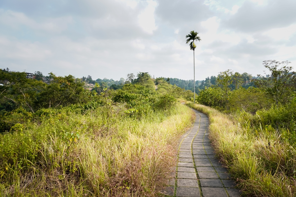 Stien Campuhan Ridge Walk ved Ubud i morgensol