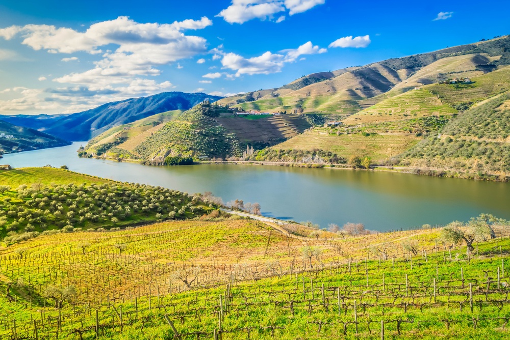 Vinterrasser langs floden i Douro-dalen i Portugal