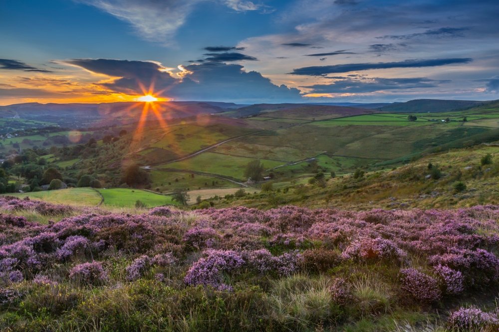 Blomstrende lyng på Stanage Edge med udsigt over Hope Valley ved Hathersage
