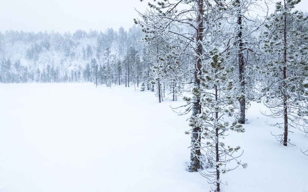 Snedækkede træer ved søen Inarijärvi ved Inari om vinteren