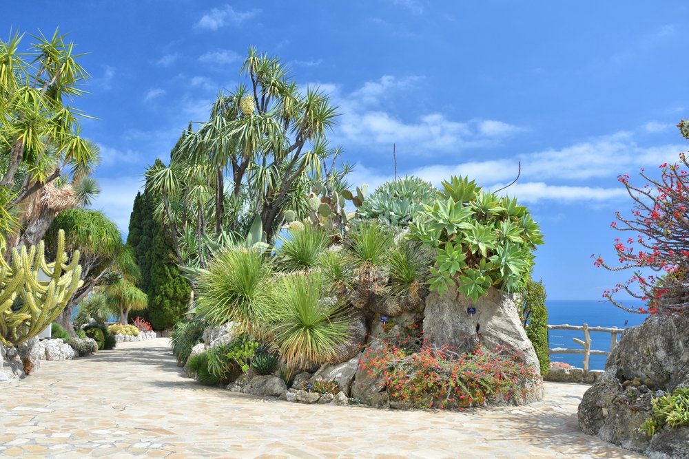 Kaktusser i Jardin Exotique med udsigt over Monaco