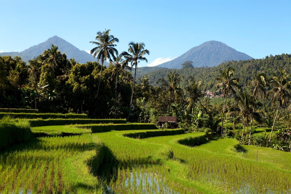 Jatiluwih-risterrasserne på Bali