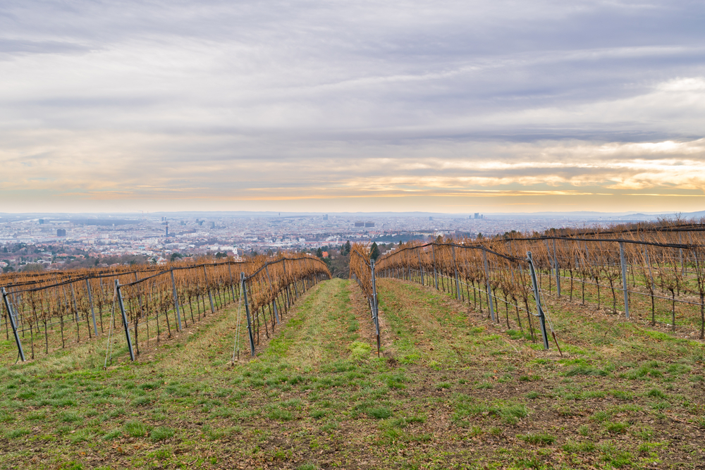 Udsigt over vinmarkerne fra Kahlenberg i Wien