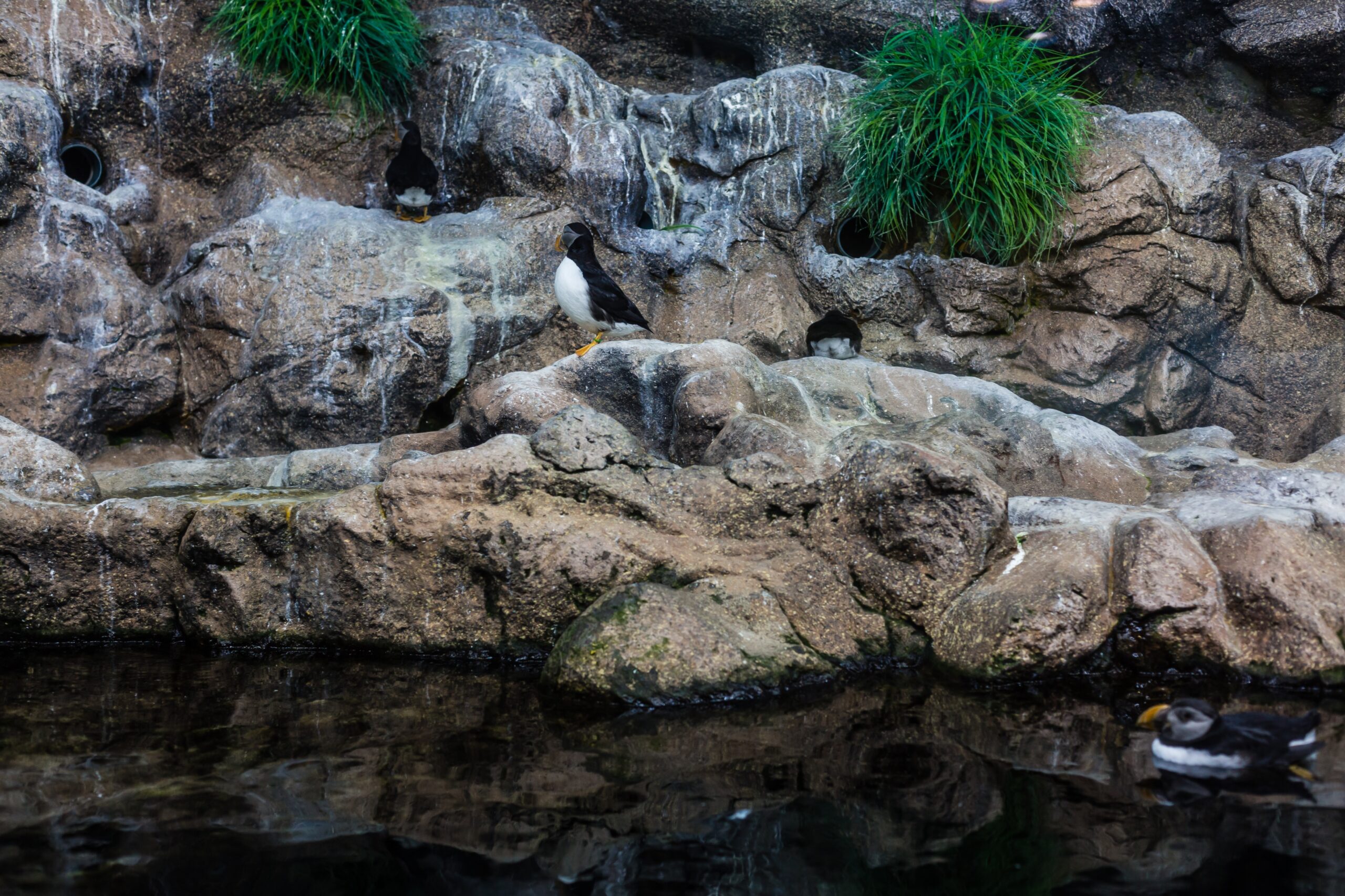 Pingviner i Loro Parque på Tenerife