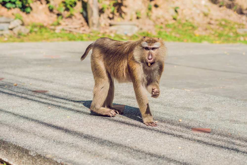 Makakabe ved udsigtspunktet Khao Toh Sae på Monkey Hill på Phuket