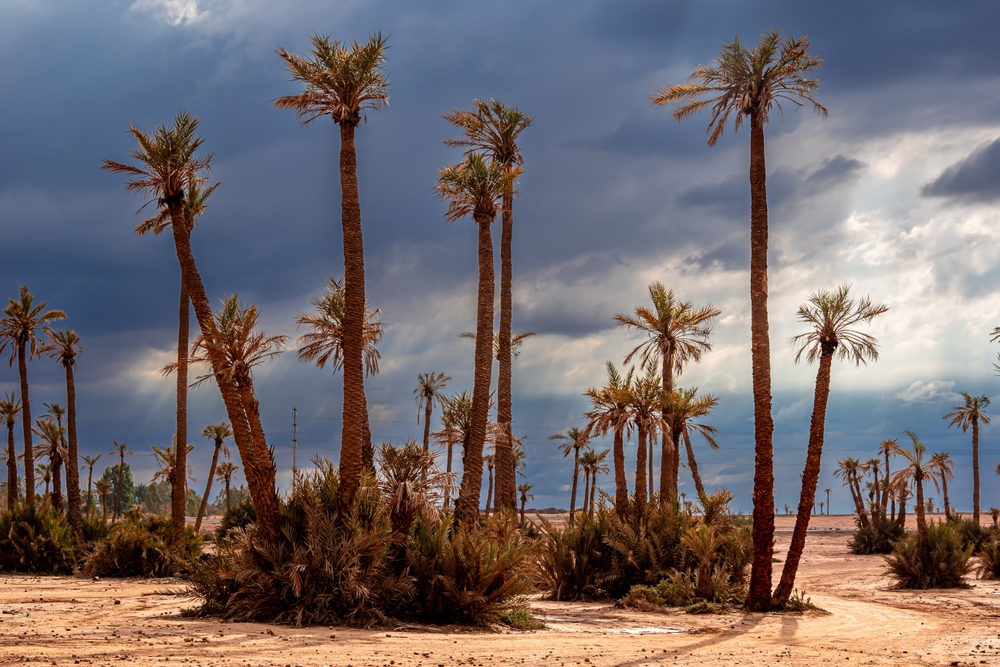 Palmelunden Palmeraie uden for Marrakech