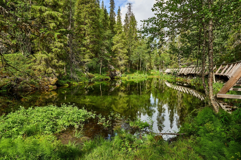 Naturen i Pyhä-Luosto Nationalpark ved Luosto i Lapland