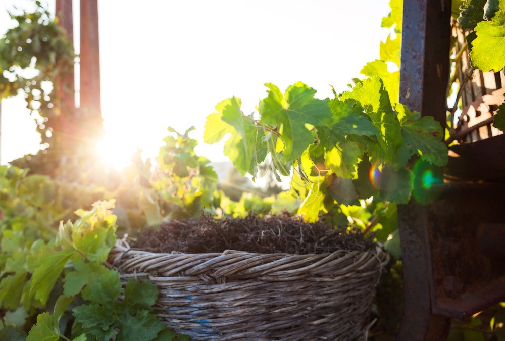 vinstokke flettet som kurve (kouloures) i en vinmark