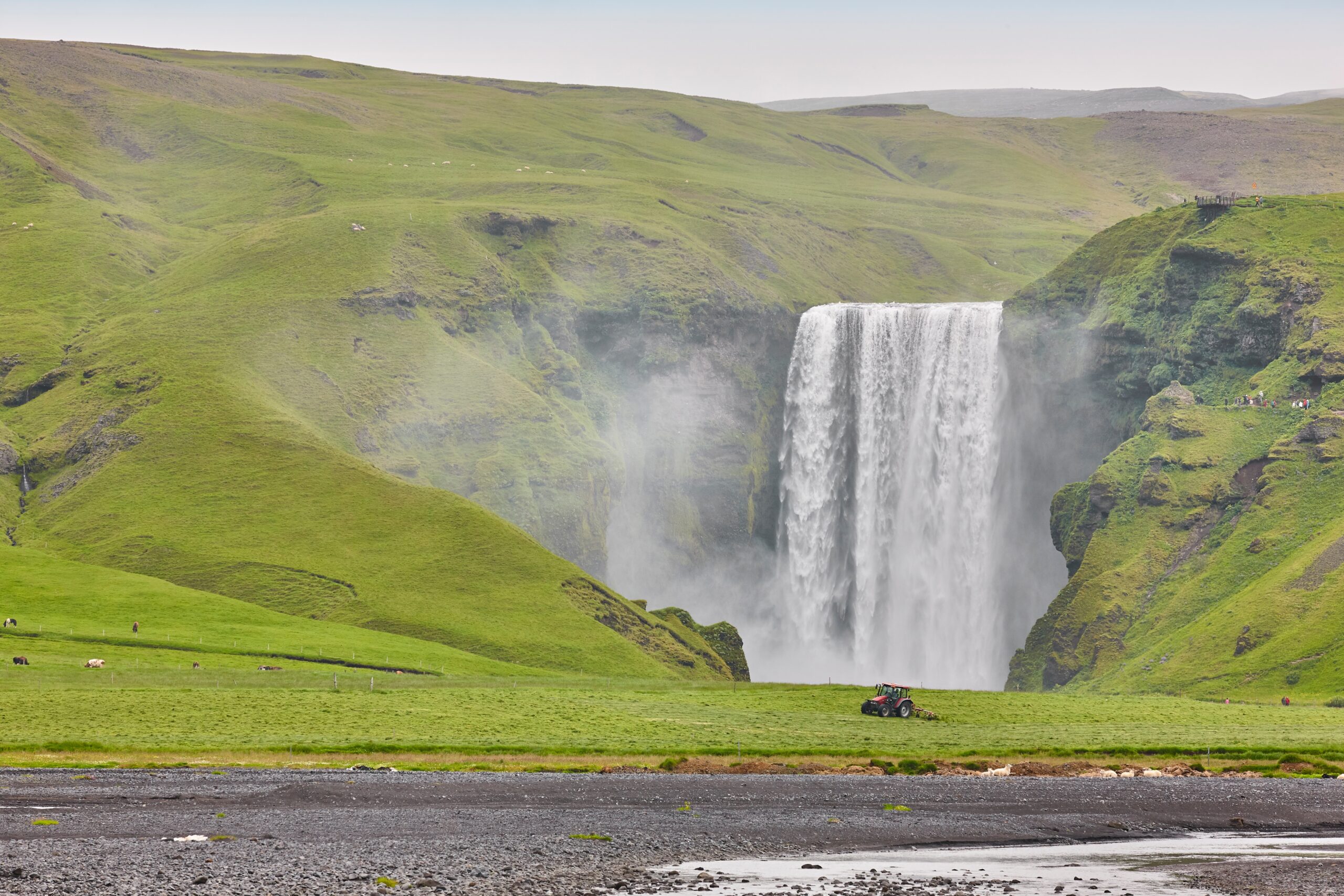 Skógafoss omgivet af grønt græs