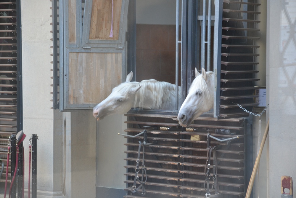 To hvide lipizzanerheste kigger ud af staldvinduerne på Den Spanske Rideskole i Wien