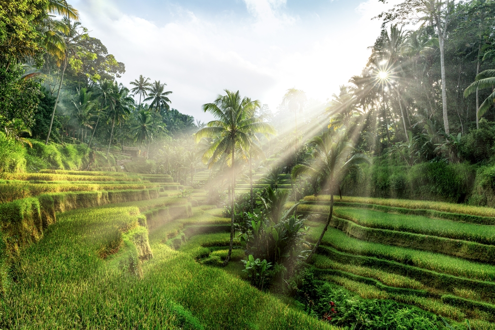 Tegalalang-risterrasserne ved Ubud på Bali i morgenlys