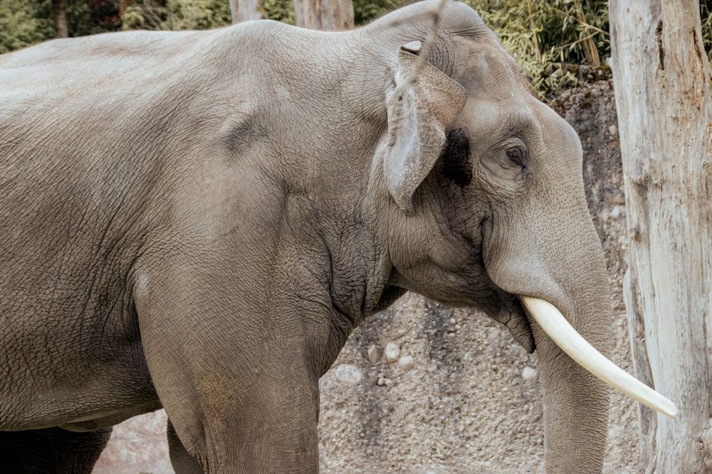 Elefant i Kaeng Krachan-elefantparken i Zoo Zürich